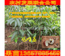 糯米糍荔枝苗产品信息