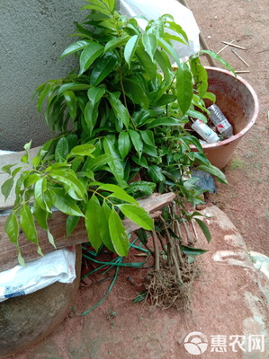 无核荔枝苗