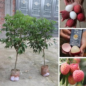 果树南方无核桂味荔枝树树苗妃子笑白蜡荔枝王苗当年结果地栽盆栽