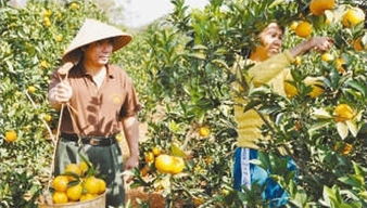 人民日报解读澄迈农产品何以卖出天价