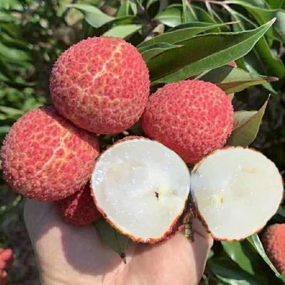 A4无核荔枝 晚熟玉荷包