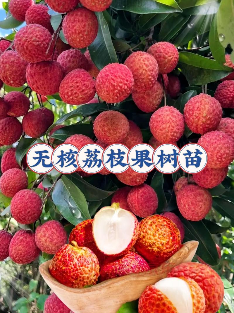 朋友们,优质的荔枝种苗上线啦!它不挑土壤