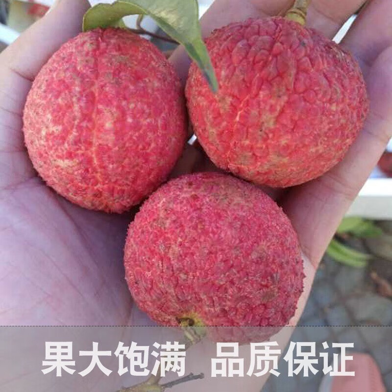 鲜仙驿海南无核荔枝 新鲜荔枝 现摘现发孕妇水果精选大果 .