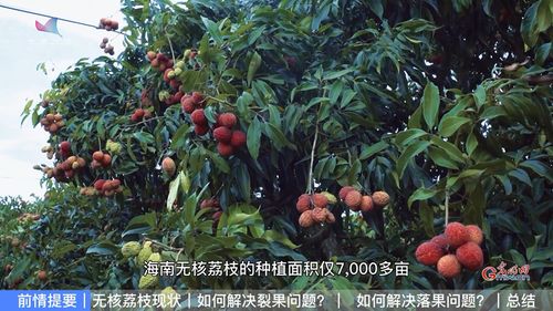 无核荔枝难栽培 农业专家来破题