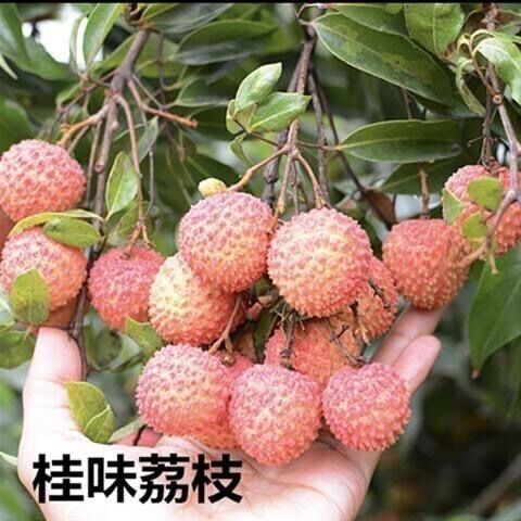 种植树苗_荔枝苗果树苗 桂味糯米糍妃子笑无核荔枝 - 阿.