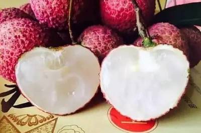 快来与博罗的荔枝来个“鲜”的约会吧!内有柏塘荔枝采摘园哦