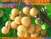 广西农产品贸易网 - 【供应】黑珍珠莲雾、无核荔枝、无花果、香水柠檬苗供应