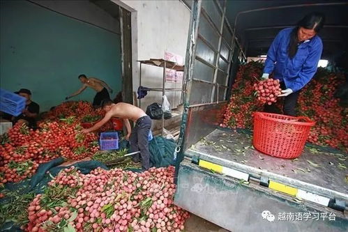 越南最大的荔枝种植基地,北江省荔枝喜迎丰收 图文