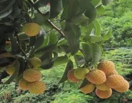 无核荔 鸡嘴荔 草莓荔 桂味 麒麟荔 秀石荔 立秋荔 40余种早中晚熟荔枝品种陆续上市