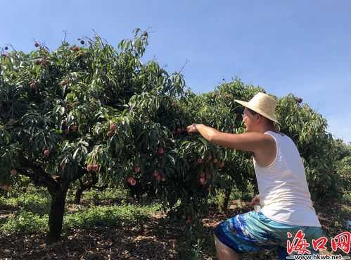 无核荔枝喜迎丰收 海口三门坡 荔枝家族 添新成员海口文明网