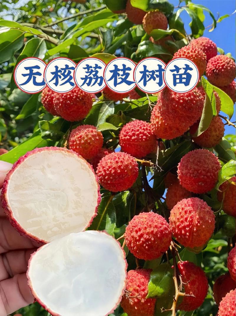 无核荔枝树苗.家人们,树苗是嫁接好的,适应性强易成活,果大无