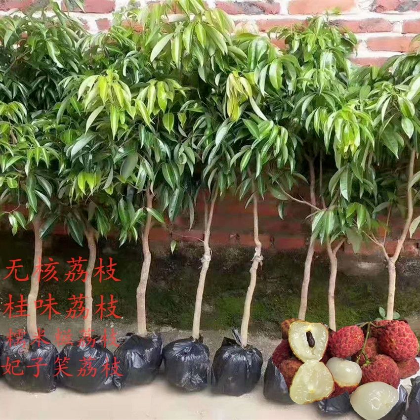 桂味荔枝#盆栽