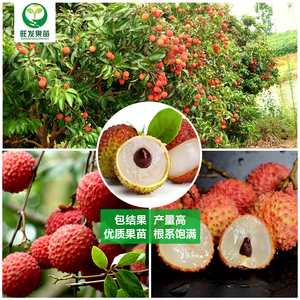 桂味荔枝树苗