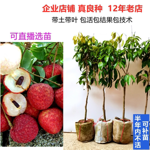 无核荔枝树苗的培育与无核荔枝的独特优势