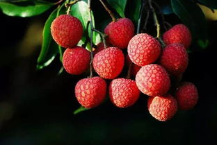 肉多汁甜还无核 这样的濑鸡要红了——走起澄迈尝鲜无核荔枝