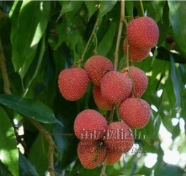 荔城荔枝特产价格与无核荔枝特点