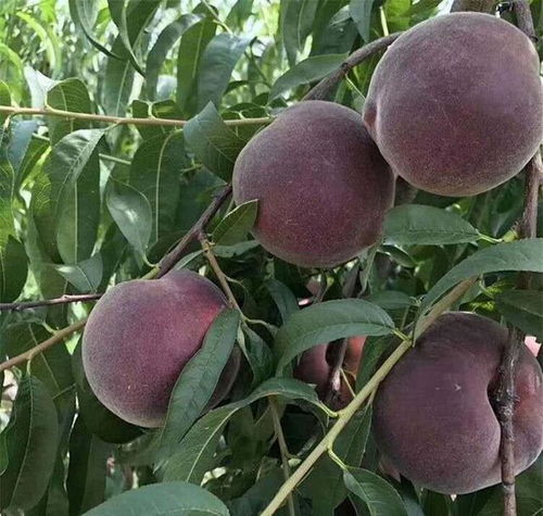 无核荔枝 庭院佳果，能种多少就种多少