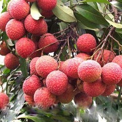 玉林无核荔枝苗 现代农业的香甜革命