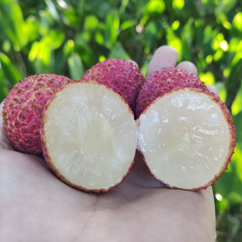 海南无核荔枝 自然与科技的甜蜜结晶