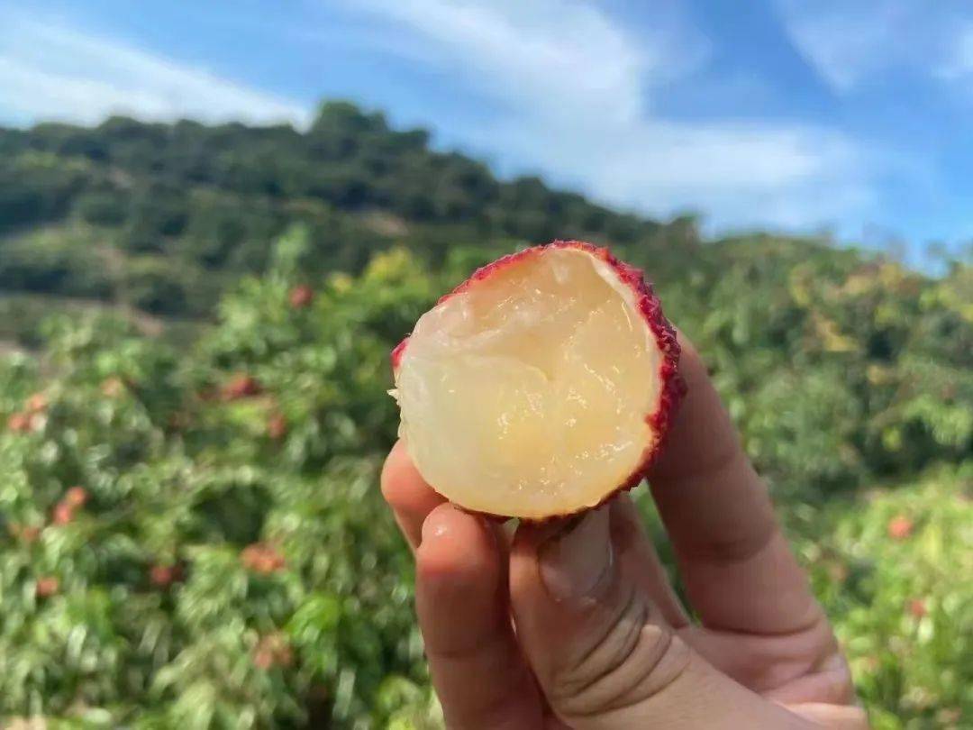 灵山桂味无核荔枝 百年老树馈赠的爆汁清甜