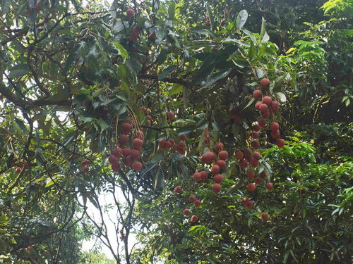 从“小特产”到“大产业” 茂名无核荔枝的升级之路