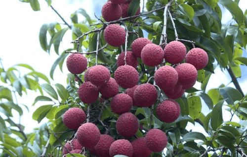 阳江新添“国字号”农产品，无核荔枝成吃货新宠