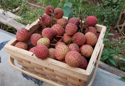 中国五省荔枝香，无核新宠领风骚