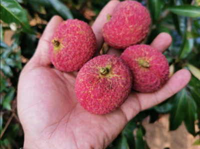 荔枝新贵对决 仙进奉、井岗红糯与无核荔枝，谁是王者？